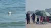Alertă în Mamaia! Noi rămășite de dronă, descoperite pe plajă