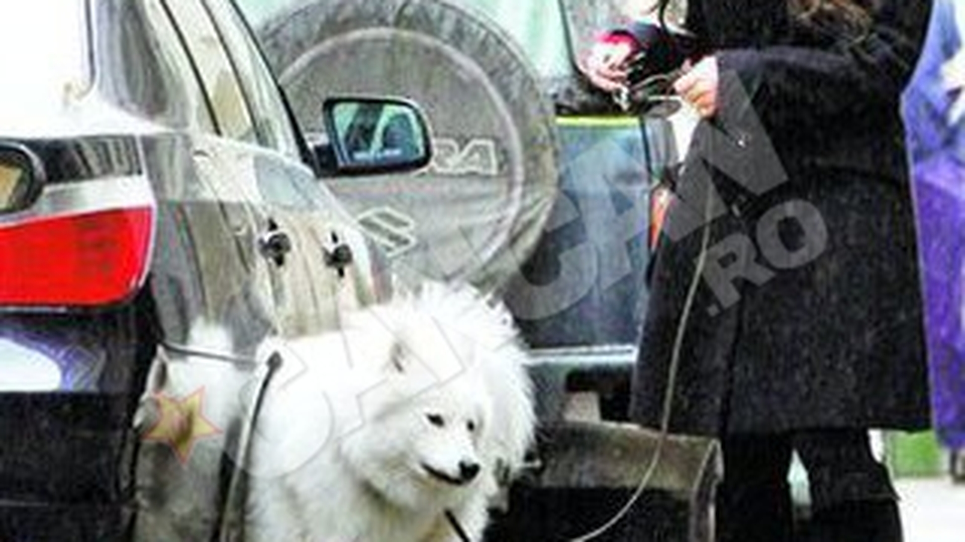 Paula Seling risca un razboi cu vecinii! Isi lasa catelul sa urineze pe masinile lor!