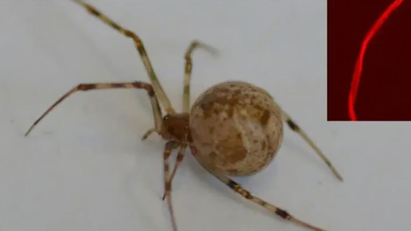 Primul păianjen modificat genetic. Cum arată pânza lui și de ce este extrem de importantă pentru viitorul nostru