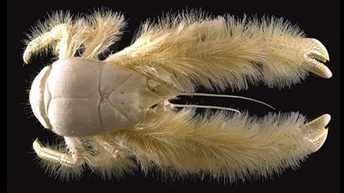 Crabul "Yeti" si o stea de mare cu sapte brate, printre speciile ciudate descoperite in Antarctica