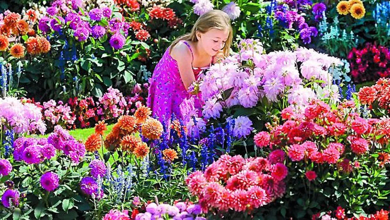 Au 1.000 de dalii in curte