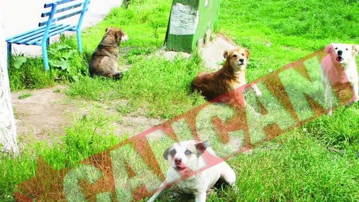 Imblanzitor de maidanezi