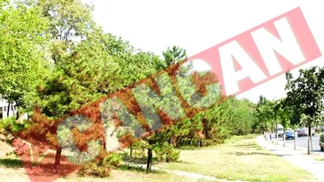 Vor sa faca blocuri turn pe 8.000 de mp de spatiu verde