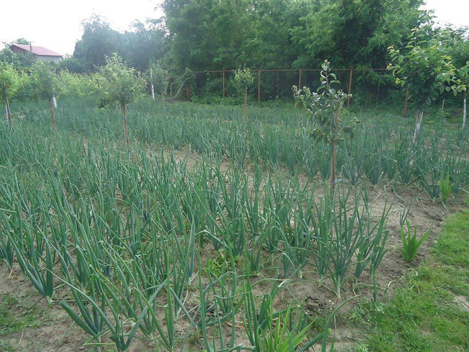 O parte din grădina de unde provin bunătăţile