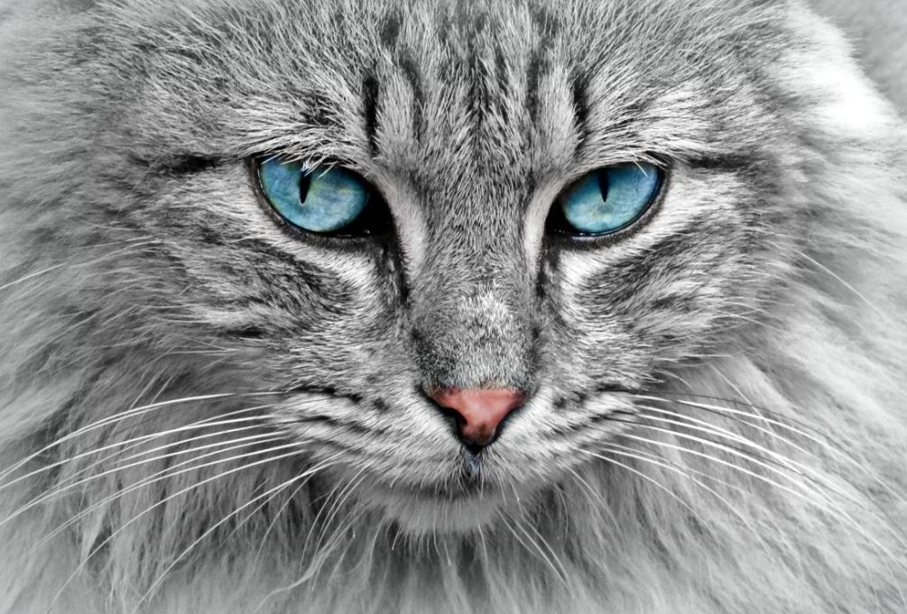 Ce vârstă are pisica ta în ani omenești. Calculul e foarte simplu! Vezi ce vedete preferă micuțele feline și cine a ales să își ia câine