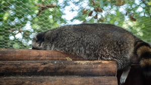 O familie de români și-a luat un animal exotic. Incredibil ce s-a întâmplat, după ce acesta a crescut