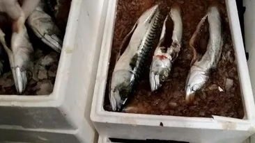 Controale-fulger ale ANPC: Inspectorii au găsit pește stricat în hypermarketuri din București și Ilfov. Imagini șocante