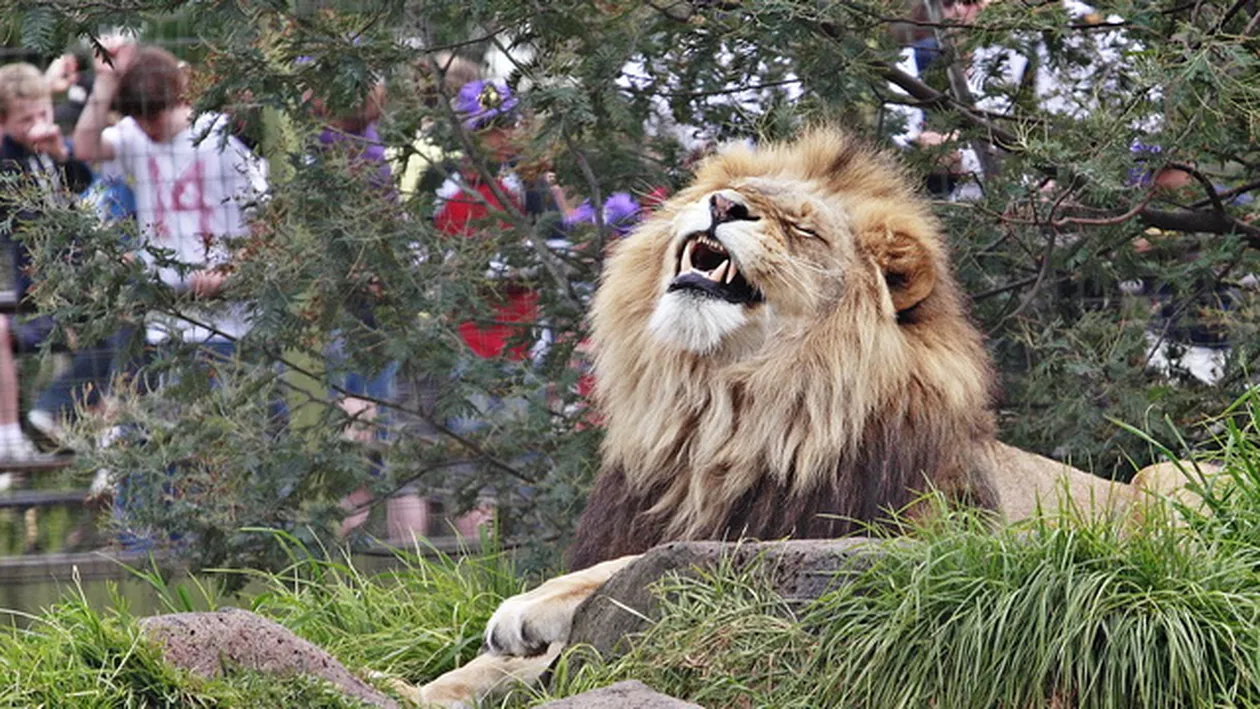 Vizitatorii, negri de furie! Ce au descoperit in cusca unui leu de la gradina zoologica