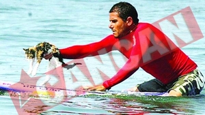 Pisica pasionata de surf
