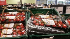 Caz șocant într-un supermarket! Un șarpe de un metru a fost găsit între rafturile de fructe/legume