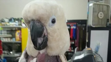 Si politistilor li s-a făcut milă de el! Cum arată acest papagal, gasit intr-un laborator de droguri! O să rămâi fără cuvinte