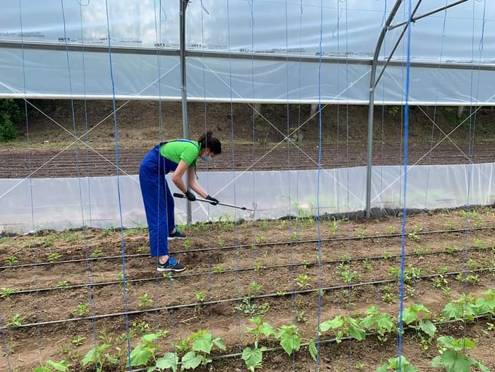 Legumele pe care le livrează studenții sunt cultivate tot de ei