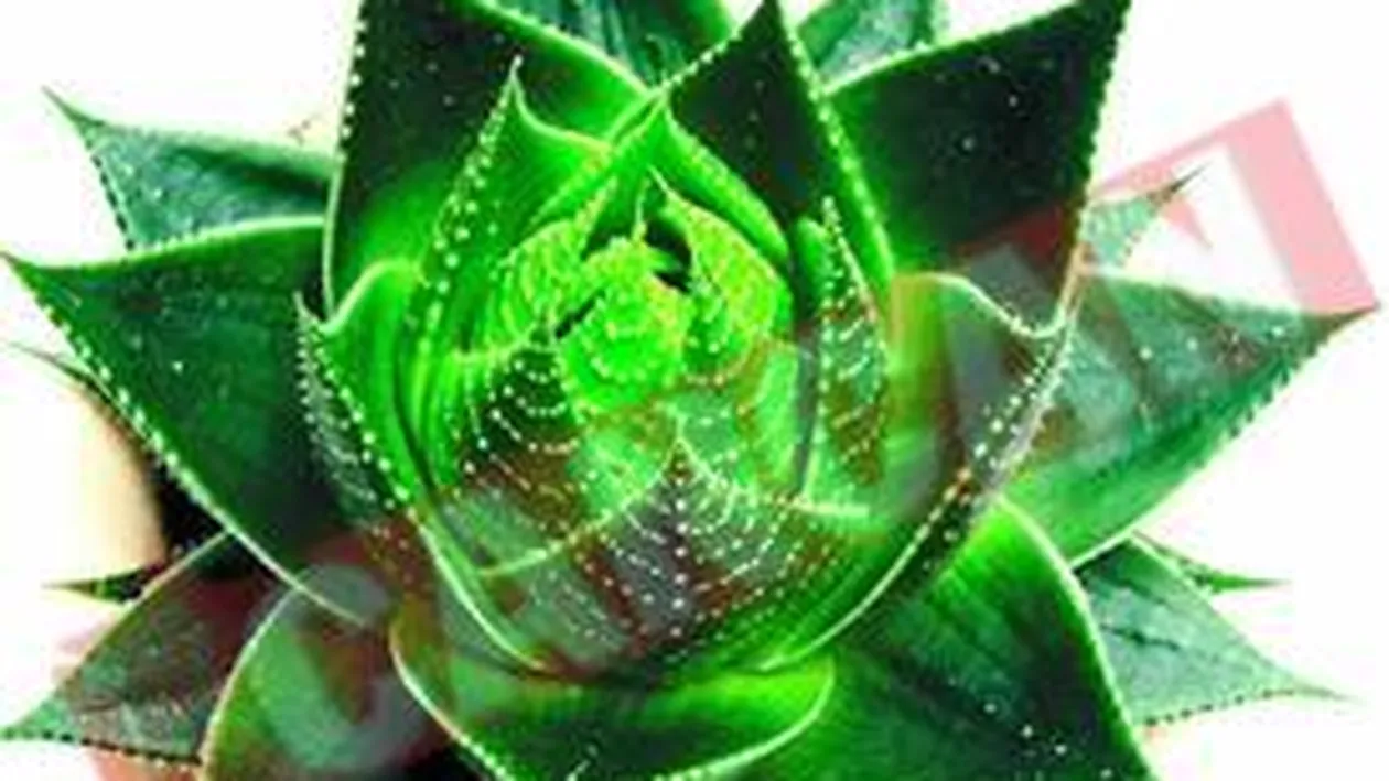 Adio acnee cu Aloe Vera si castraveti!