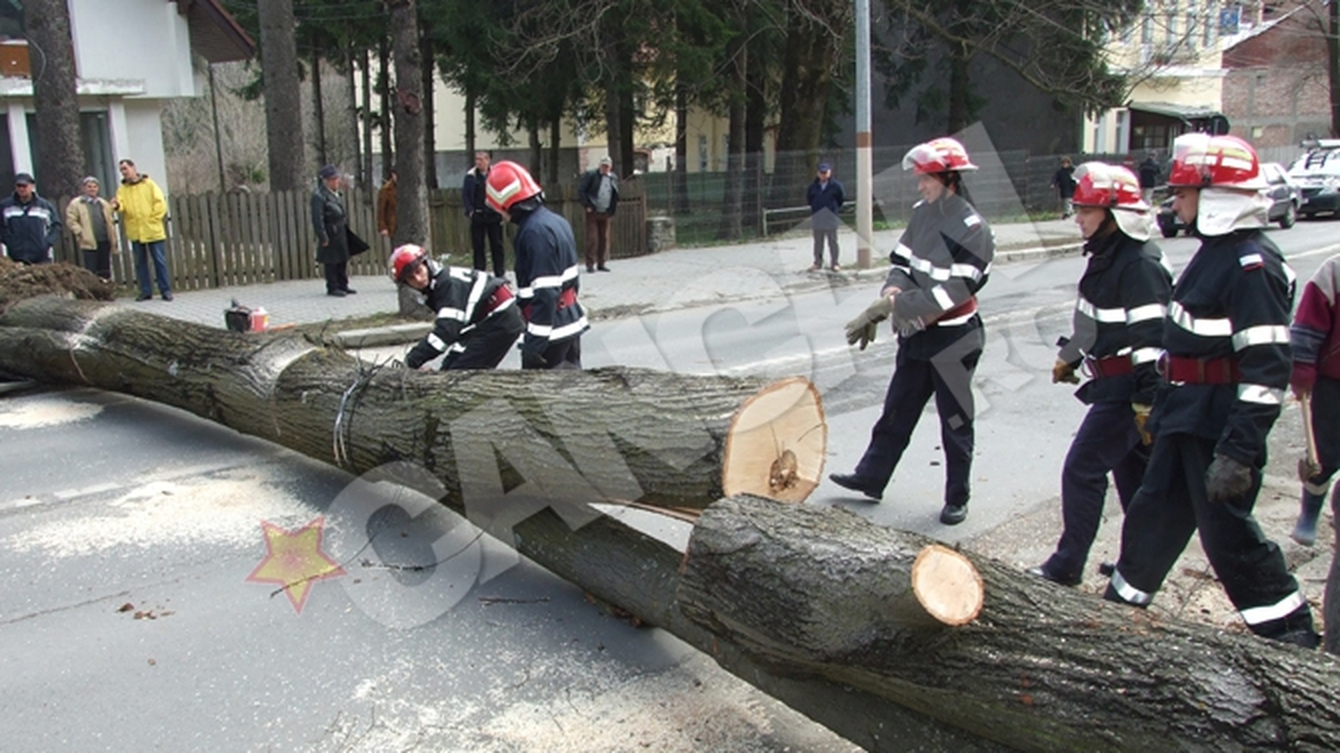 Atentie, turisti! Cad copaci in Sinaia!