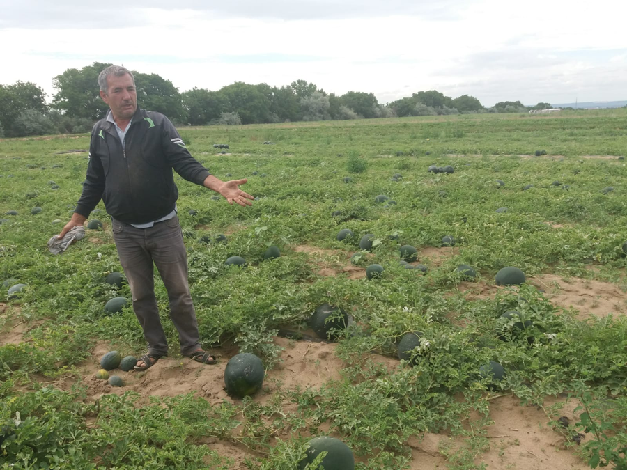 Agricultorii se plâng că nu își vor scoate nici măcar investiția
