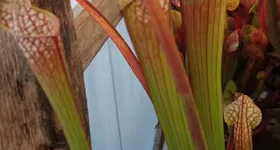 Galerie foto - poza 1