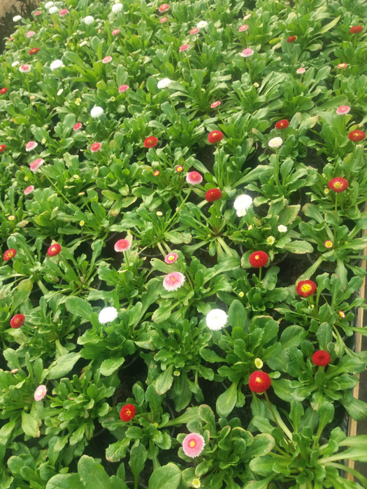 Florile de 1 și 8 Martie sunt pregătite cu mare grijă