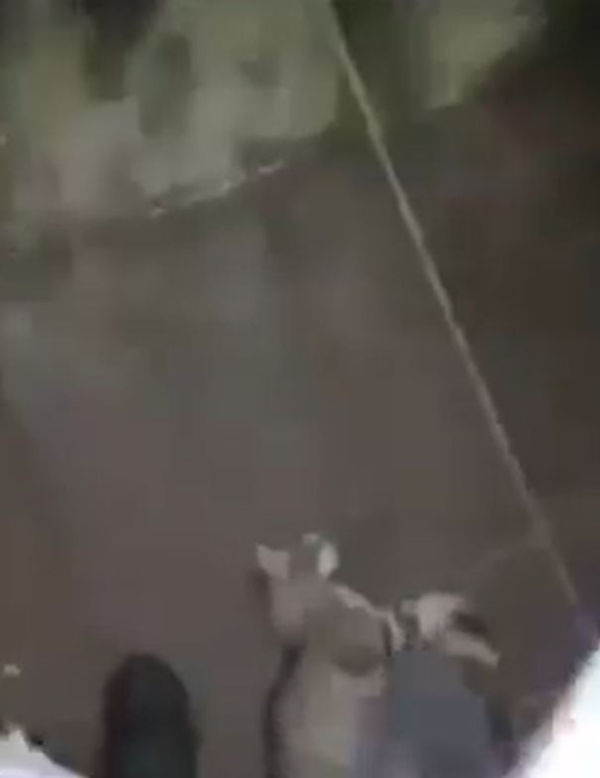 Un băiat de 16 ani a omorât o pisică, iar scenele traumatizante au fost filmate chiar de el. Felina a murit în chinuri groaznice într-un parc din Timișoara