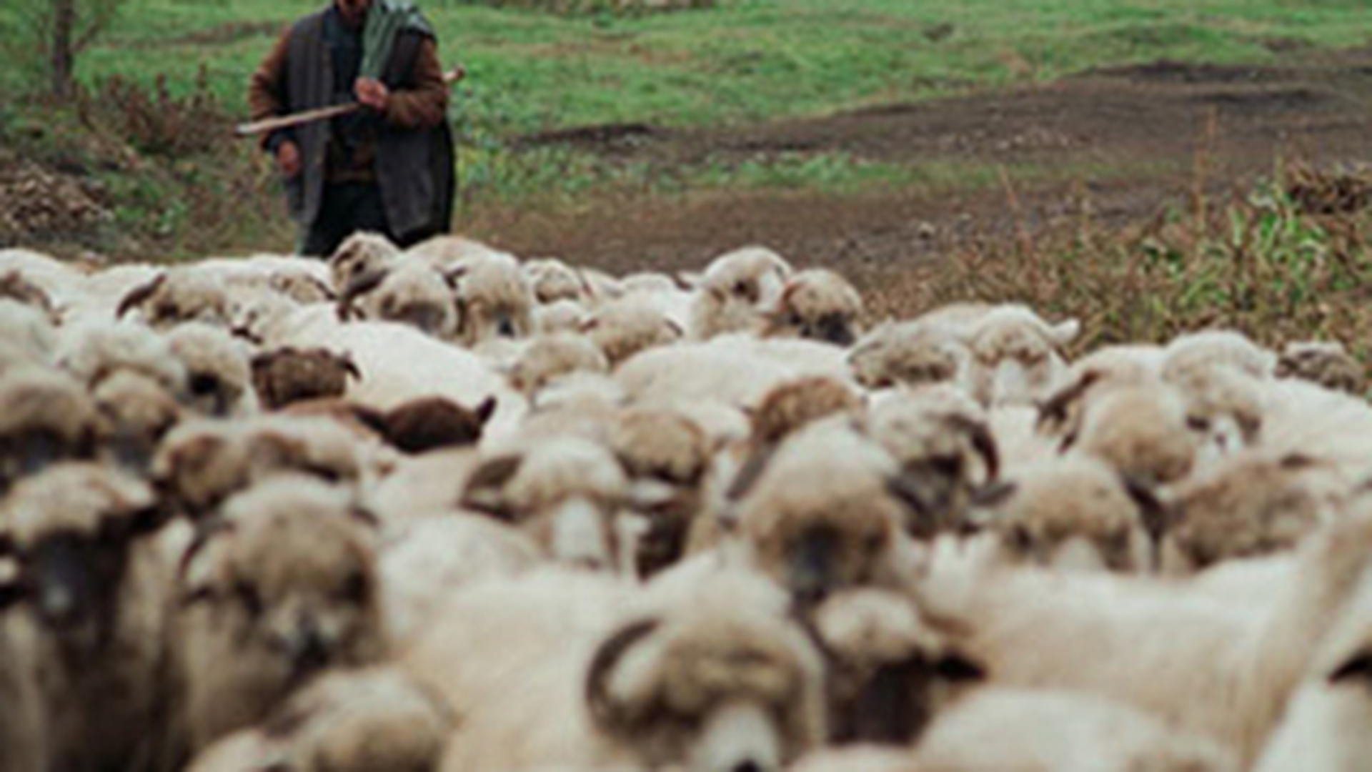Doi olandezi au renuntat la viata lor pentru a deveni fermieri in Romania!