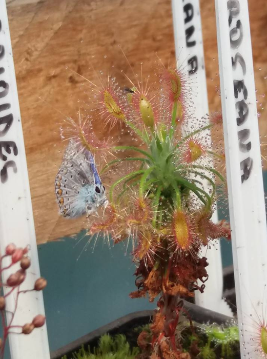 Pasiunea lui Adrian: plantele carnivore