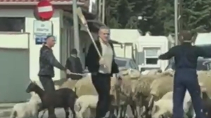 VIDEO FABULOS. Gigi Becali și-a scos oile la plimbare! Latifundiarul a blocat traficul în Pipera