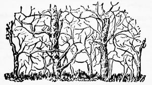 Iluzie optică virală | Câte animale apar, de fapt, în această imagine?