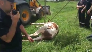 Operaţiune spectaculoasă a pompierilor din Prahova. Au salvat o văcuţă cu... excavatorul