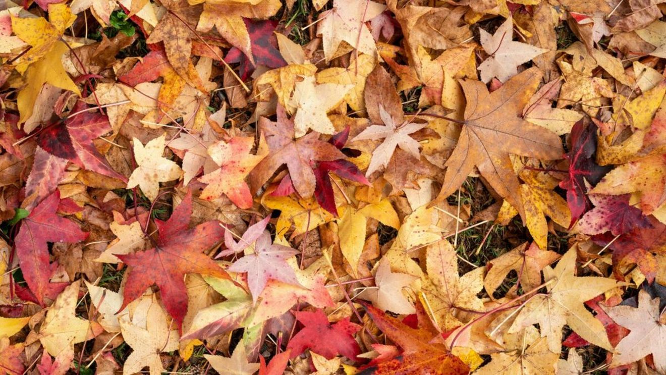 Iluzie optică pentru cei cu mintea ageră | Descoperă conul de brad ascuns printre frunze, în 5 secunde