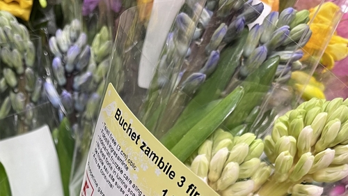 Nu e o eroare! Câți lei costă 3 zambile în Kaufland București, acum, de 1 Martie