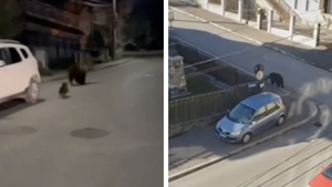 Bărbat din Buşteni, întâlnire de gradul 1 cu o ursoaică cu puiul ei, în Bușteni. Deznodământul final