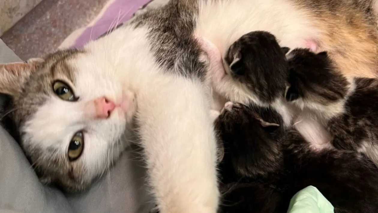 Înduioşător! O pisică a mers singură la spital, ca să îşi nască puii. S-a întâmplat în Iaşi