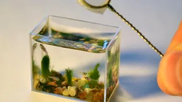 Uite cel mai mic acvariu din lume! Se umple cu doar doua lingurite de apa