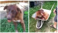 Cruzime fără margini într-o comună din județul Olt! Un câine a ajuns în stare critică după ce a fost bătut cu bestialitate de stăpânul său