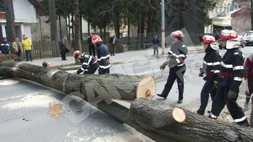 Atentie, turisti! Cad copaci in Sinaia!