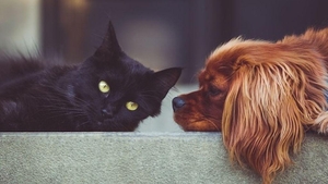 Bancul zilei | Pisica a băut benzină! Răspunsul veterinarului e genial