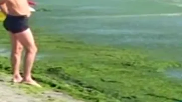 Peste 5.200 de tone de alge au fost stranse de pe plaje