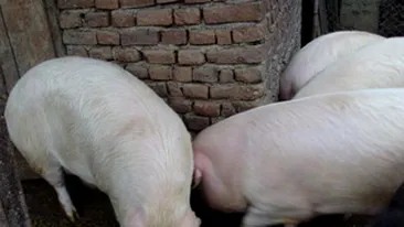 De teama sa nu ii moara, un localnic din Buzau si-a luat porcii in casa!
