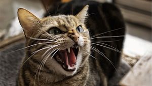 O fetiţă din Slatina şi tatăl ei, atacaţi în casă de pisica bunicului. Ambii au ajuns la spital. Ce s-a întâmplat cu animalul agresiv