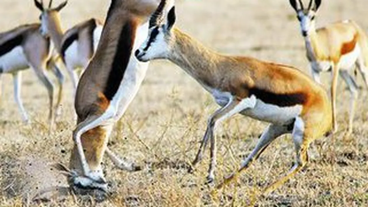 L-a caftit pana l-a pus in cap