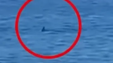 Panică în Grecia. Un rechin uriaș a fost văzut de turiști