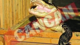 Crocodilii din comuna Valea Rosie