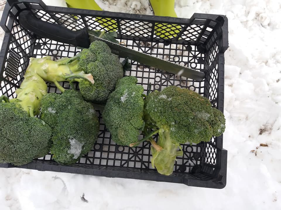 Broccoli rezistă și la -12 grade Celsius