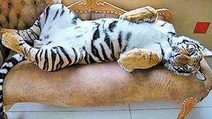 Tigrul, animal de casa