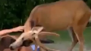 Au mers să se relaxeze la piscină, dar distractia le-a fost intreruptă de un cerb! Ce a urmat e incredibil