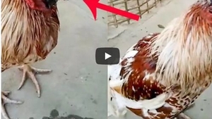 Gaina care traieste fara cap! Pasarea nu mai are craniu, dar e vie de o saptamana. Cum de nu moare