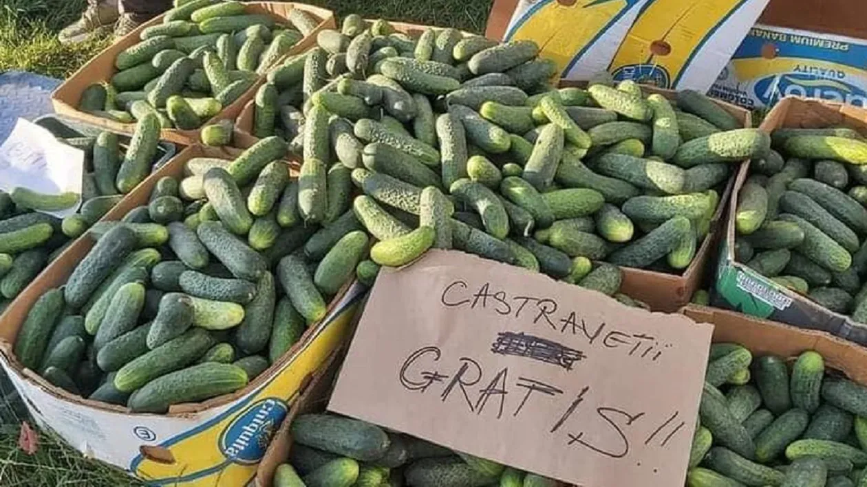 Săraca țară bogată. Cum a ajuns un bărbat din Osica să dea castraveții cu 10 lei sacul și restul...gratis. Imaginea care îți rupe sufletul: „Recoltă fără niciun preț”