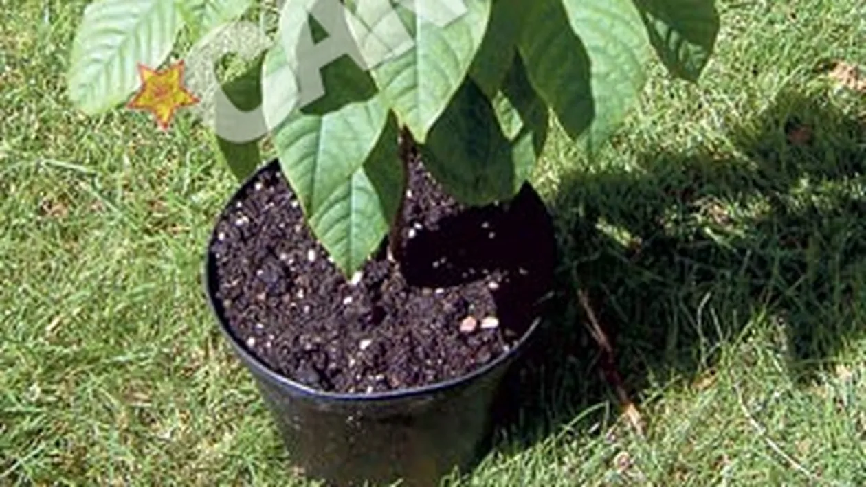 Livada din balcon: Secretul de cultivare al unor pomisori cu fructe delicioase
