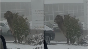 Imaginile virale ale zilei | Cămila din Cluj-Napoca, la un „popas”. A stârnit un val de reacții: „Explică asta băieților de la asigurări, în caz de ceva”