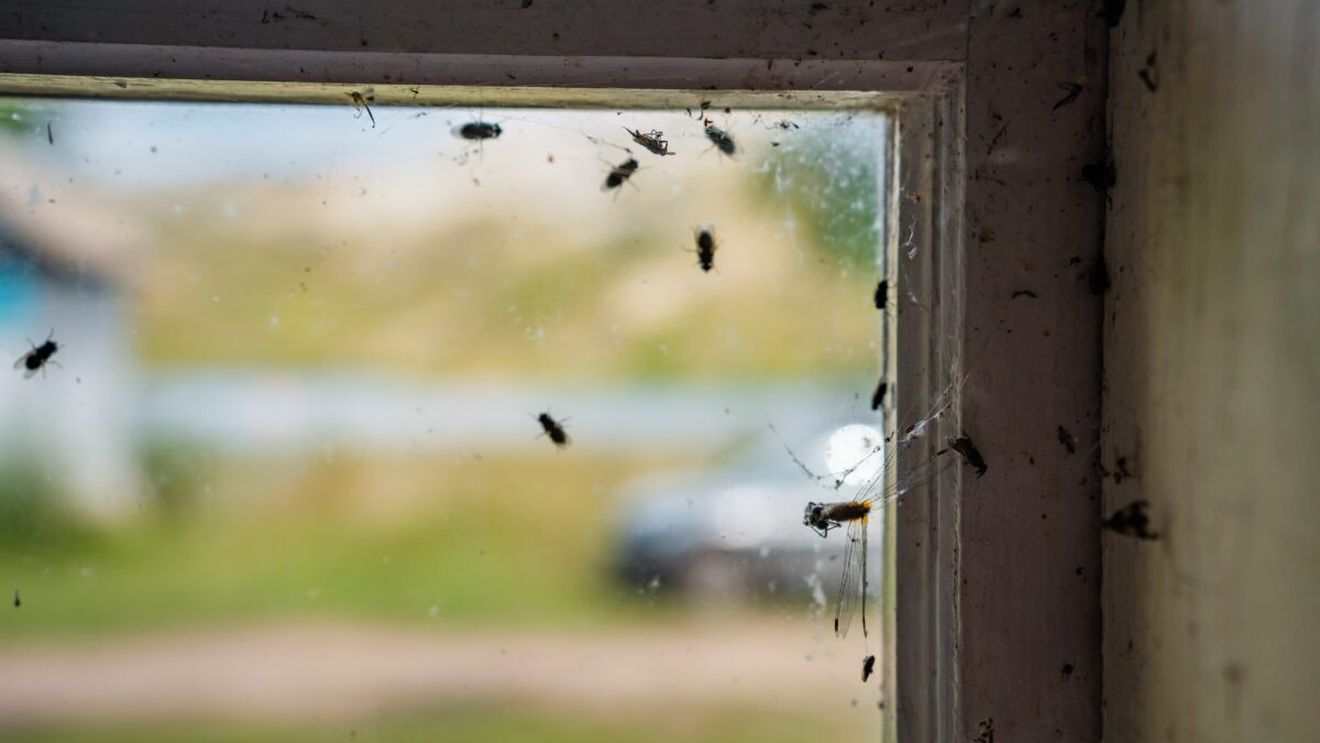 Insectele pot fi ținute departe de casă cu un ingredient banal din bucătărie. Trucul simplu recomandat de experți