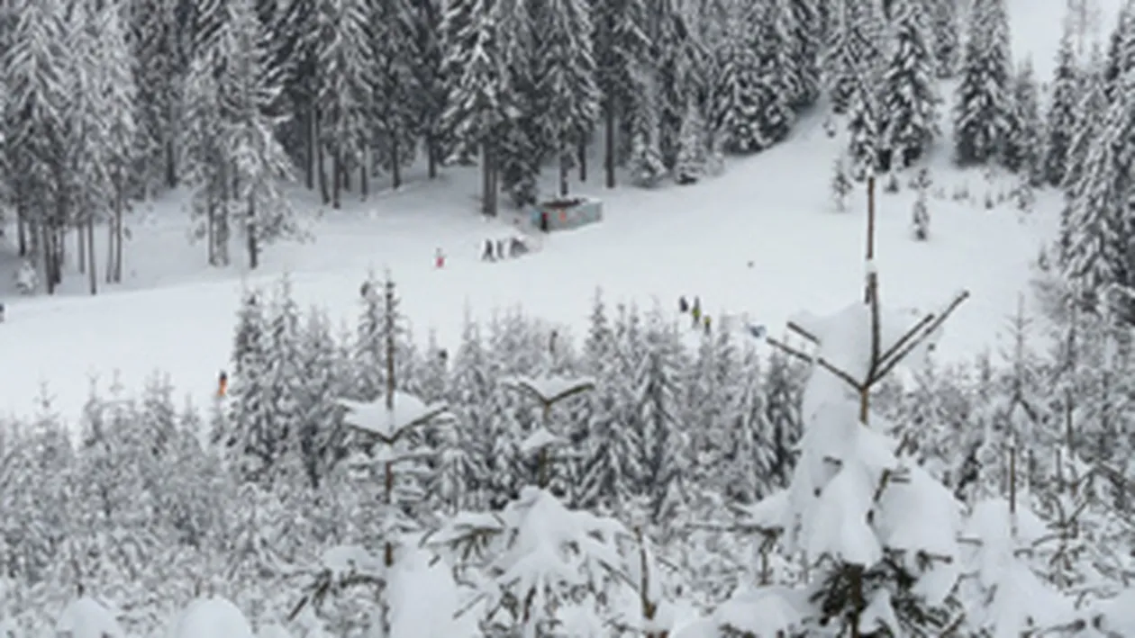 Statiunea Harghita Bai a ramas fara energie electrica dupa ce un brad a rupt firele de tensiune!